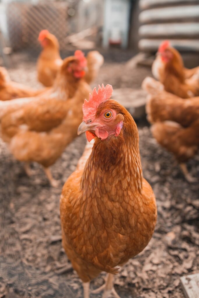 one chocken with a group of chickens in the background