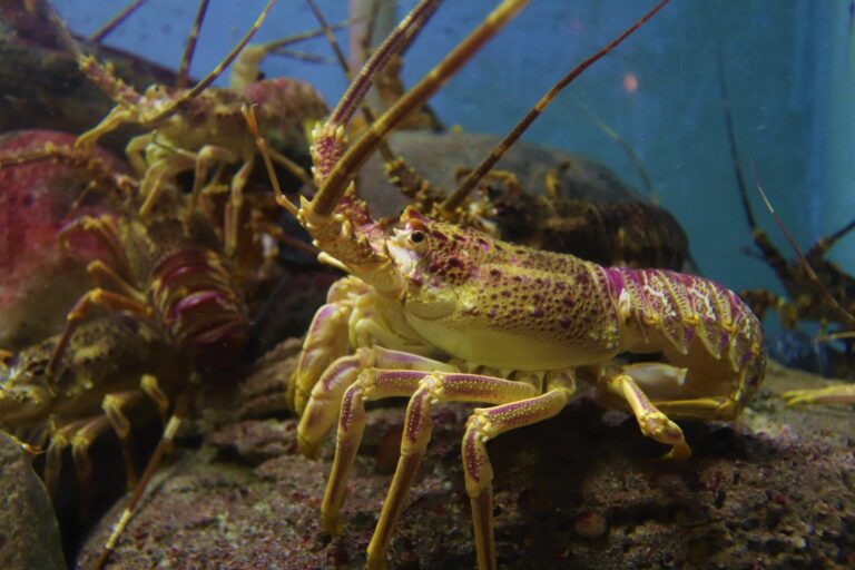 Lobster at the bottom of the sea.