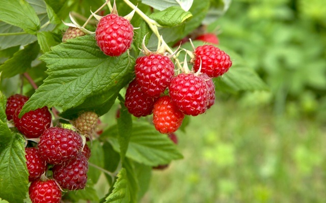 Raspberries